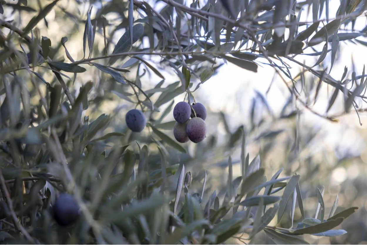 Mersin Büyükşehir’in fidanları üreticinin umudu oldu
