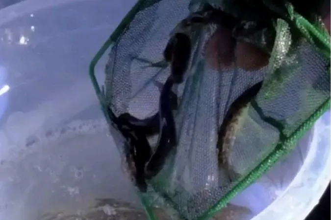 Kastamonu dereleri kırmızı benekli alabalıklarla yeniden can buldu